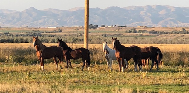 Read more about the article POWDER RIVER RODEO BRONCS A LEGACY OF PASSION