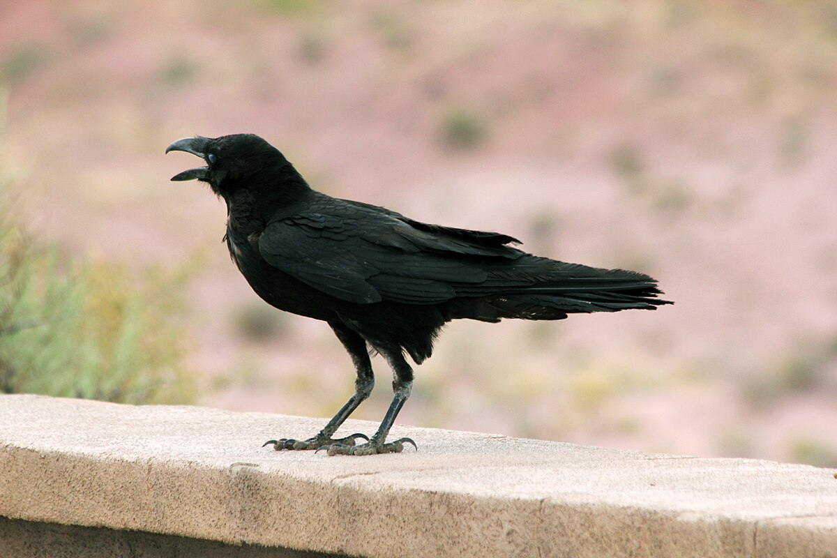 Read more about the article Chihuahua Raven – Clever Resident of the American Southwest